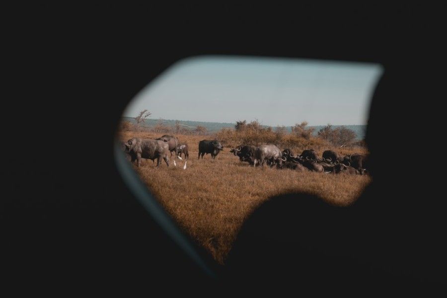 herd-of-buffalo-photography