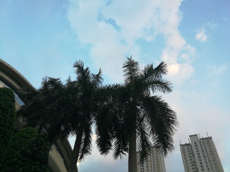 thee-palm-tree-at-the-city-under-white-and-blue-cloudy-sky