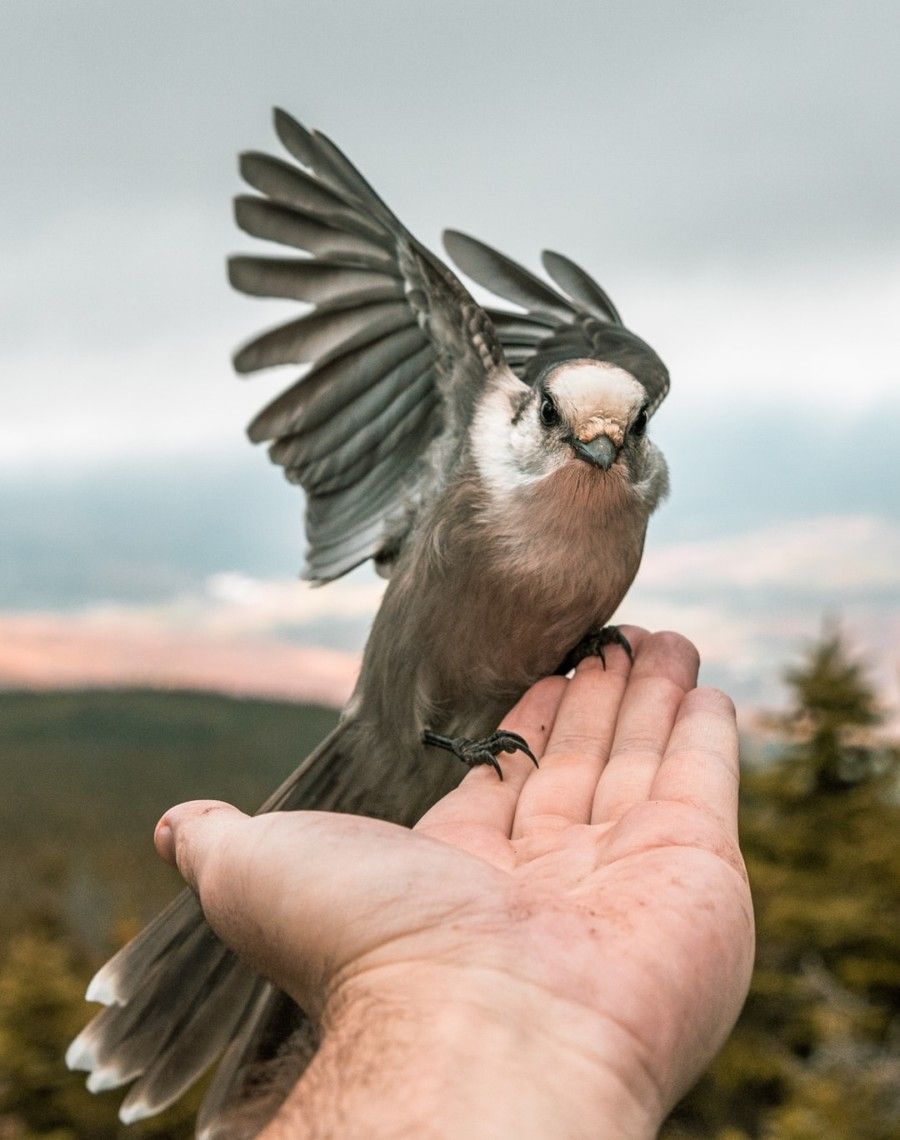 gray-bird-perched-on-persons-hand