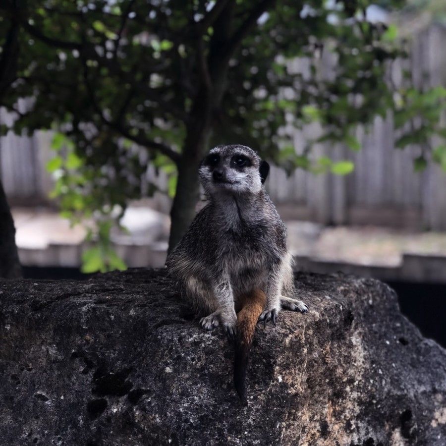 selective-focus-photography-of-meercat-sitting-on-rock