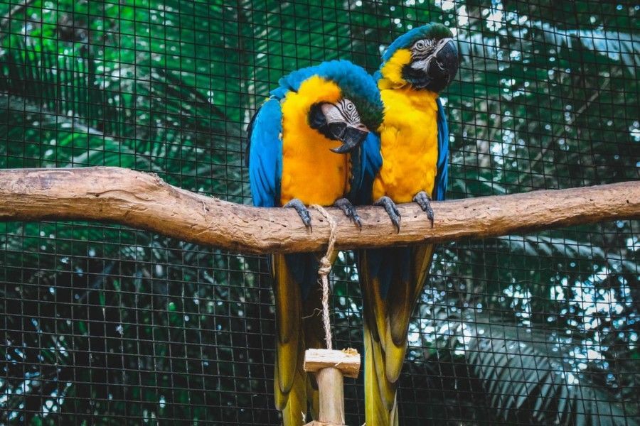 two-blue-and-yellow-macaws-perched-on-tree