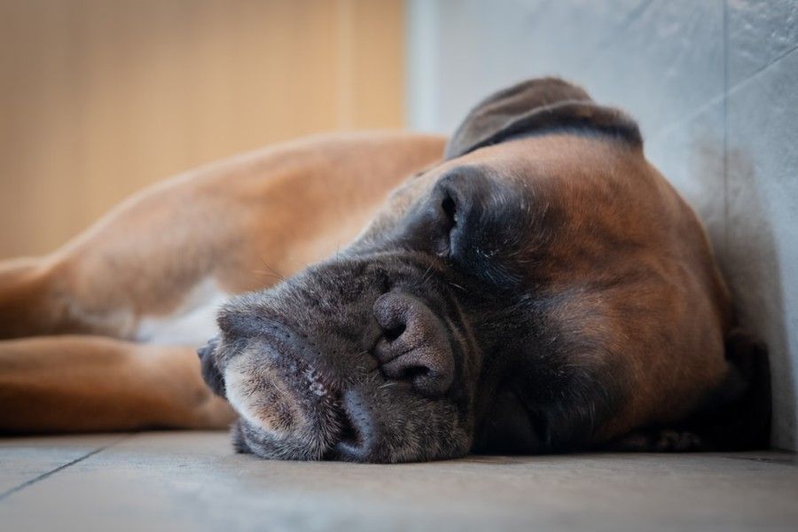 brown-dog-sleeping-on-floor