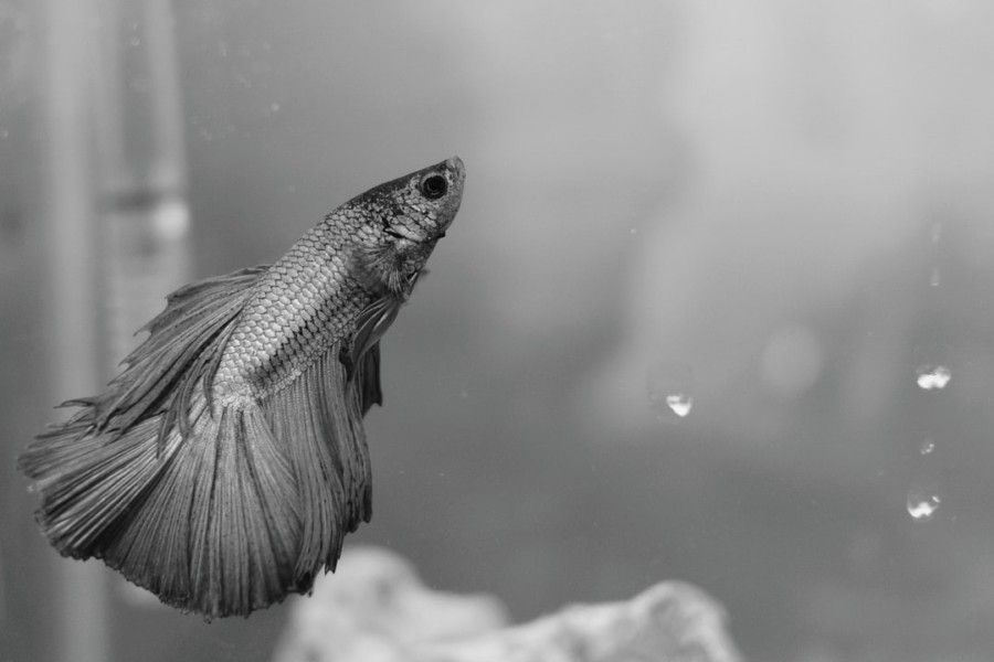 gray-betta-fish
