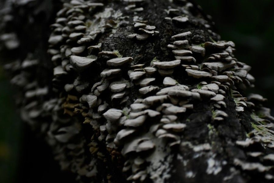 grayscale-photography-of-mushrooms
