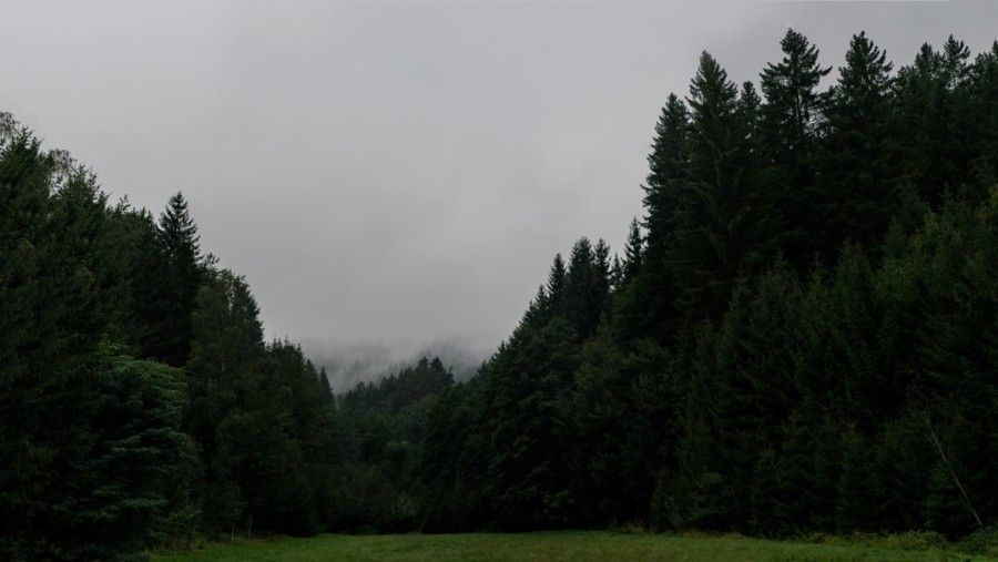 green-leafed-trees-under-gray-sky