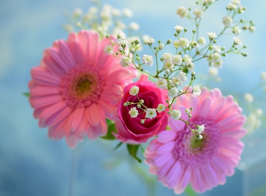 pink-petaled-flowers-macro-photography