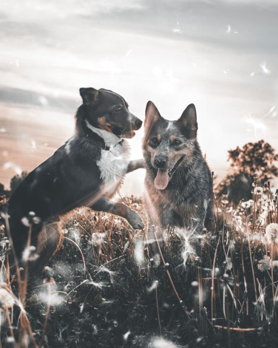 two-dogs-playing-on-dandelion-fields