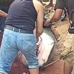 Акулу что съела русского туриста в Хургаде, поймали