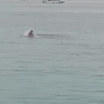 В Египте акула загрызла российского туриста